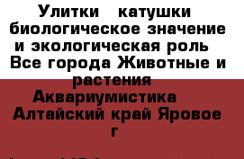 Улитки – катушки: биологическое значение и экологическая роль - Все города Животные и растения » Аквариумистика   . Алтайский край,Яровое г.